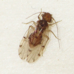 Ectopsocus meridionalis