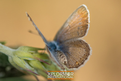 Icaricia icarioides evius