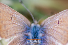 Icaricia icarioides evius