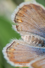 Icaricia icarioides evius