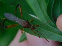 Hyalymenus longispinus