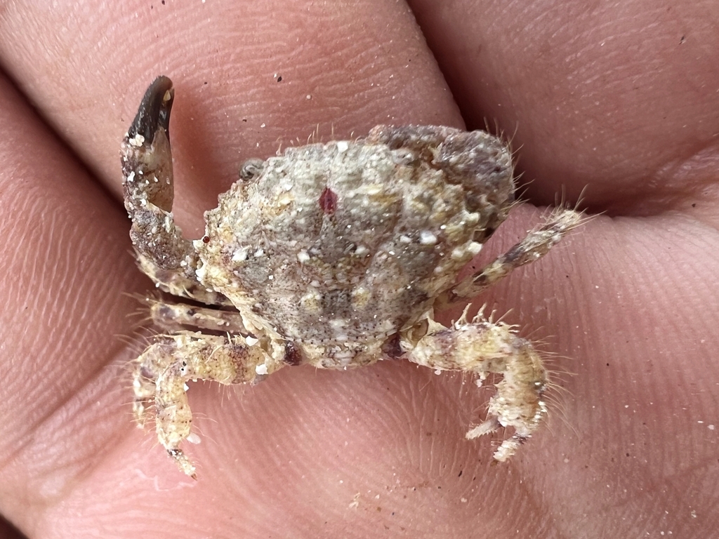 Etisus odhneri