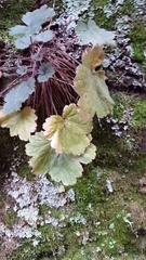 Heuchera missouriensis