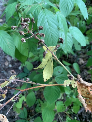 Ablated Blackberry (Rubus ablatus)