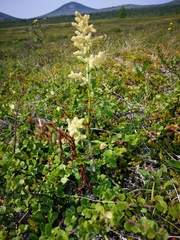 Koenigia tripterocarpa
