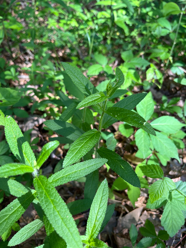 Yadkin hedge-nettle (Stachys matthewsii)