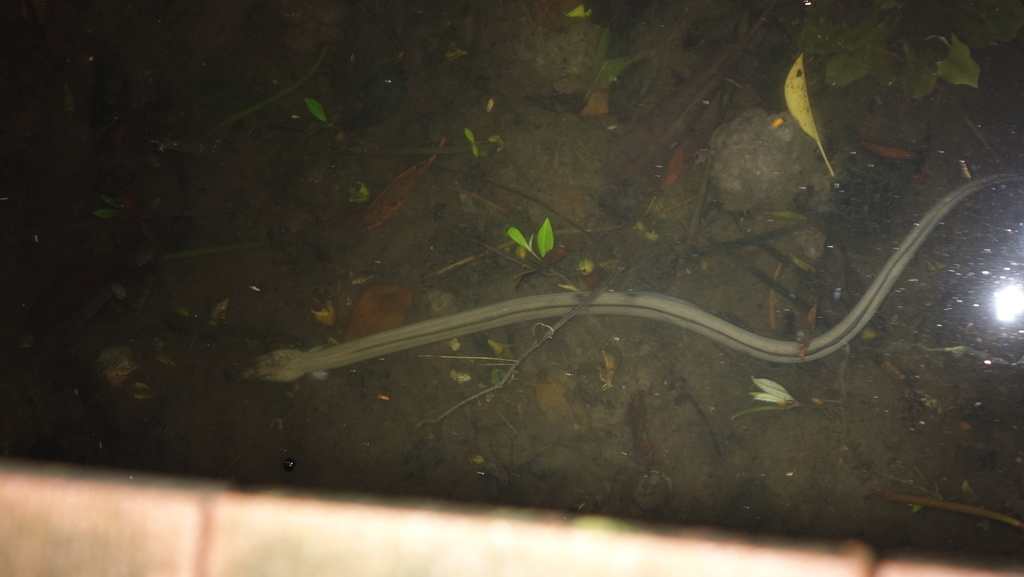 Bengaalse slangaal (Pisodonophis boro) — Ophichthidae