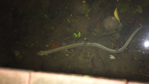 Bengal's snake-eel (Pisodonophis boro) — Ophichthidae