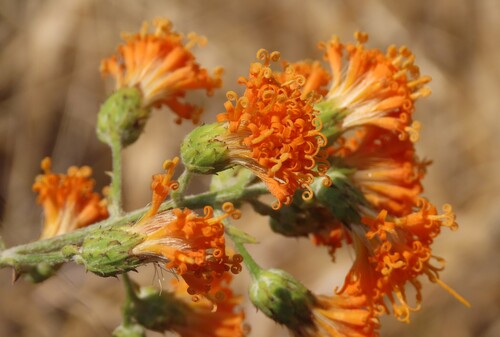 Golden-Bittertea (Distephanus divaricatus)