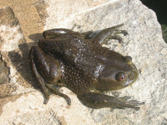 Helmeted Water Toads