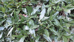Aucuba japonica