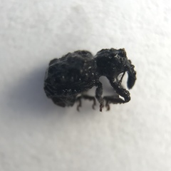 Phrynixus astutus