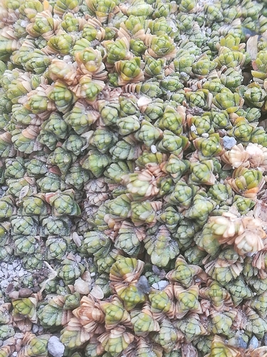 Arenaria bryoides (Arenaria bryoides)