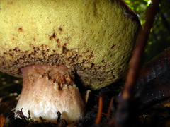 Boletus regineus