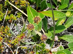 Bupleurum triradiatum
