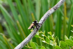 Mallophora bomboides
