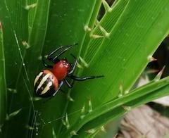 Alpaida quadrilorata