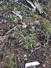 Erigeron subtrinervis