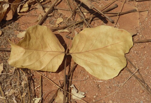 Erythrina decora, photograph 5
