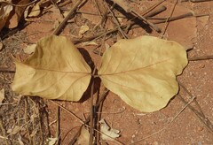 Erythrina decora, photograph author not stated, no rights reserved