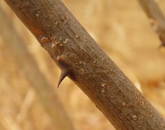Erythrina decora, photograph author not stated, no rights reserved