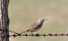 Toxostoma cinereum
