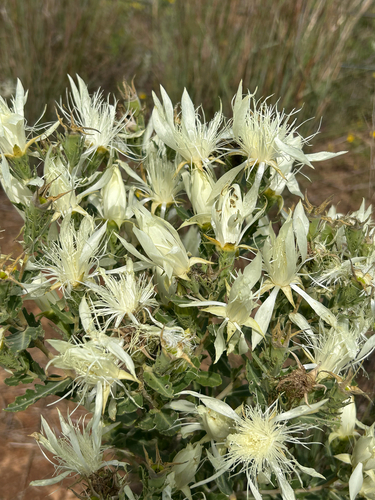 Bractless Blazingstar