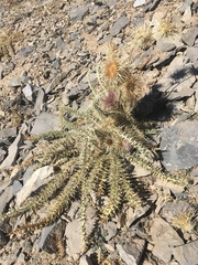 Cirsium eatonii clokeyi