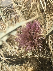 Cirsium eatonii clokeyi