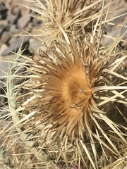 Cirsium eatonii clokeyi