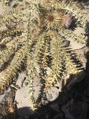 Cirsium eatonii clokeyi