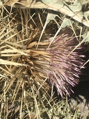Cirsium eatonii clokeyi