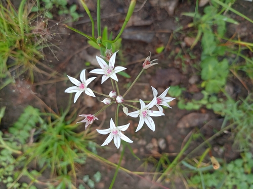Gland Onion (Allium glandulosum)