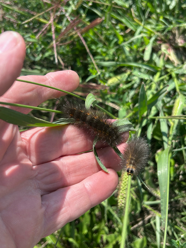 Salt Marsh Moth