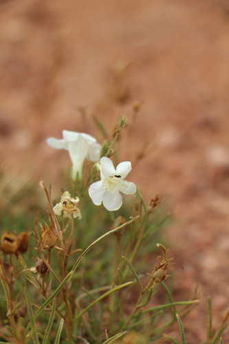 Larchleaf Beardtongue (Penstemon laricifolius)