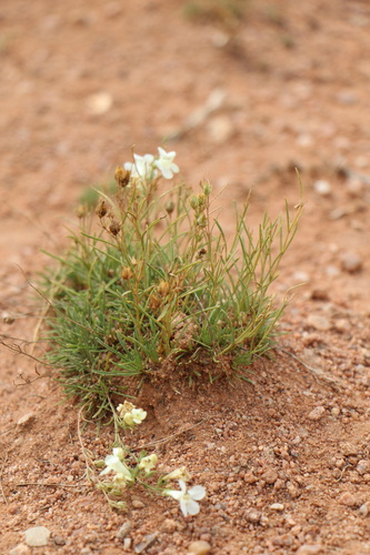 Penstemon laricifolius, photograph 6