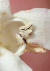Penstemon laricifolius, photograph (c) Austin Saunders, some rights reserved (CC BY)