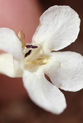 Penstemon laricifolius, photograph (c) Austin Saunders, some rights reserved (CC BY)