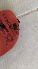 Acanthocephala