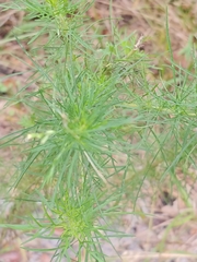Eupatorium capillifolium image