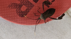 Acanthocephala