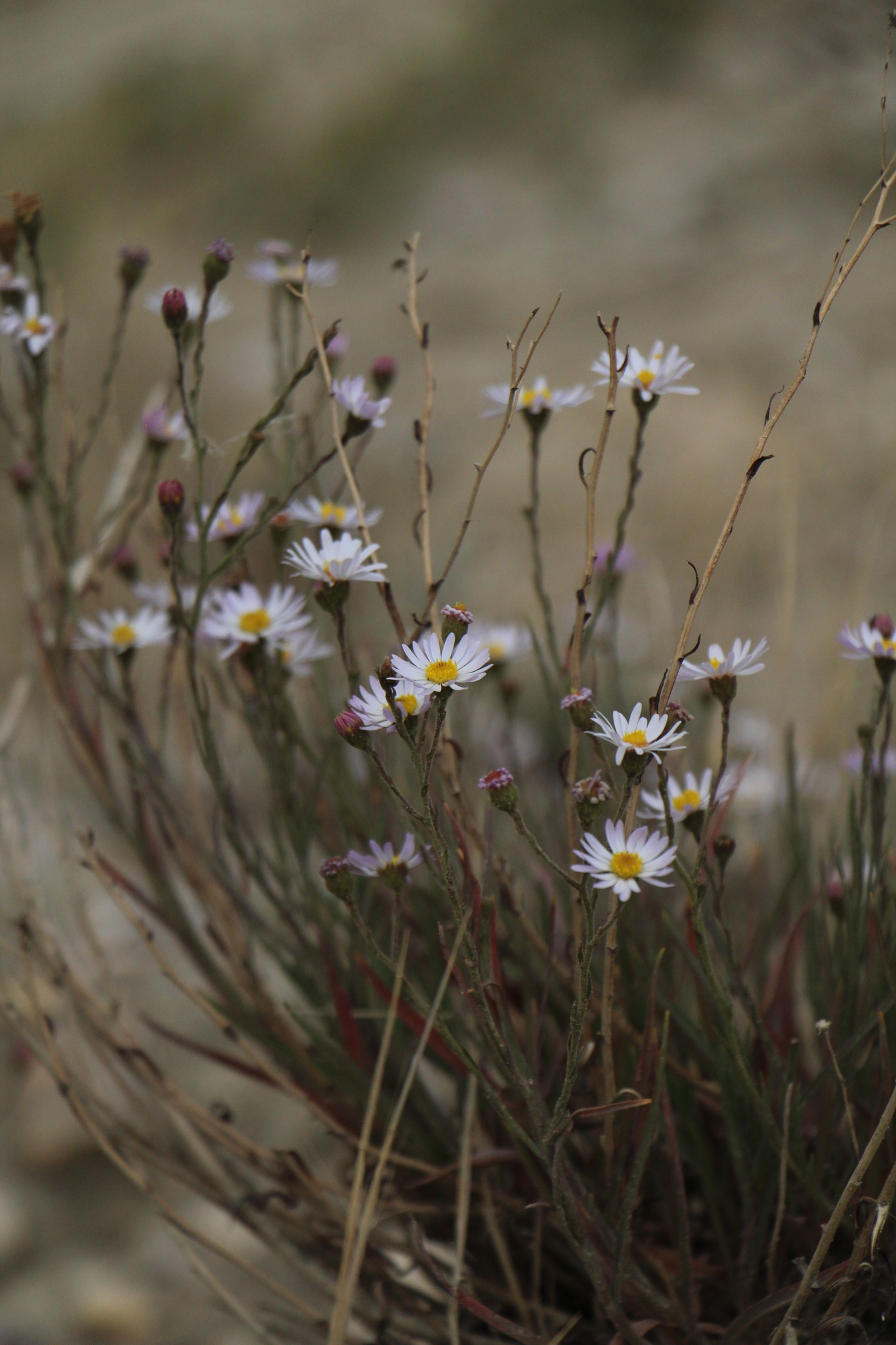 Almutaster pauciflorus