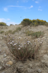 Michaelmas daisy (Almutaster)