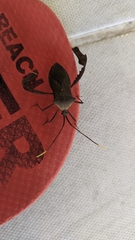 Acanthocephala