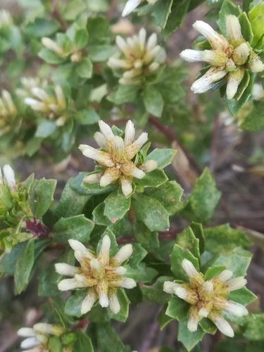 Image of Baccharis conferta by (c) Erick Vélez Sánchez, some rights reserved (CC BY)