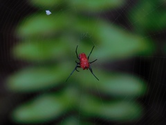 Leucauge licina