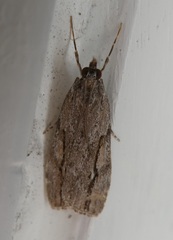 Eudonia bisinualis