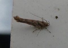 Pyroderces aellotricha