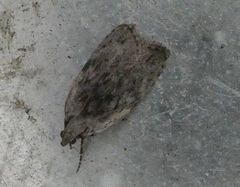 Phaeosaces compsotypa