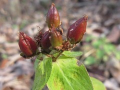 Hypericum erectum